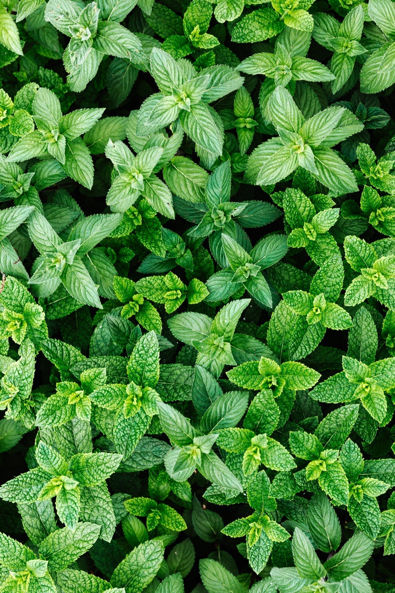 Auf diesem Bild ist die Spearmint-Pflanze zu sehen. Spearmint ist eine natürliche Lösung gegen hormonelle Unreinheiten. Mit Hilfe von Spearmint kann ein hormonelles Ungleichgewicht natürlich behandelt werden.
